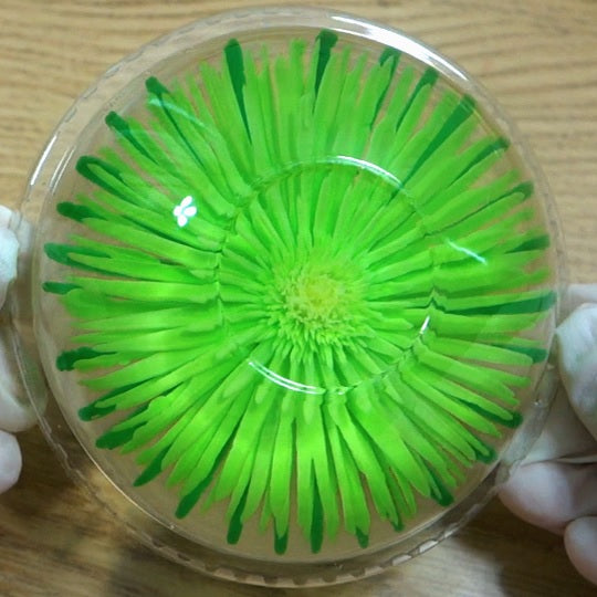 3D Jelly